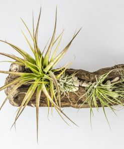 Soportes plantas de aire